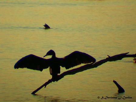 DSCN8728rsw.jpg - Grand Cormoran