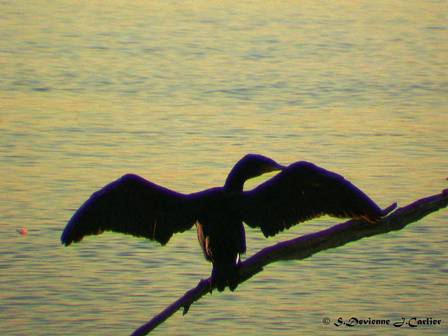 DSCN8742rsw.jpg - Grand Cormoran
