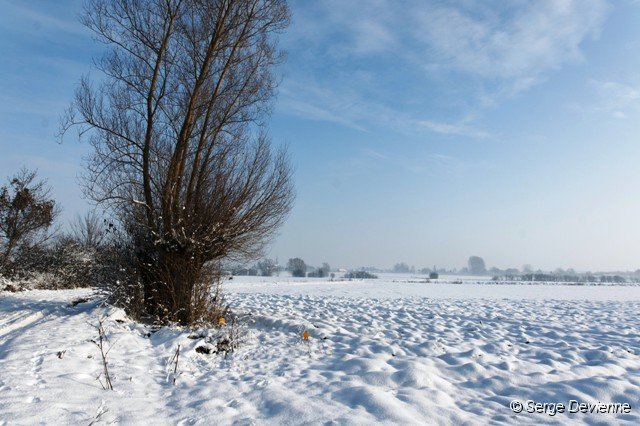 d105np_DSC06844_DxO.jpg - ...du Bois du Marais, manteau blanc ...