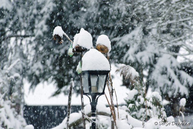 d130nj_DSC06631_DxO.jpg - il neige ...