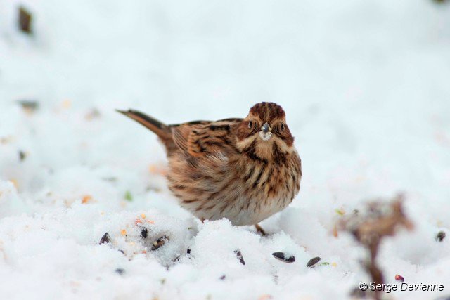 d150obr_DSC07180r_DxO.jpg - Bruant des roseaux (femelle) sous les mangeoires dans le jardin.