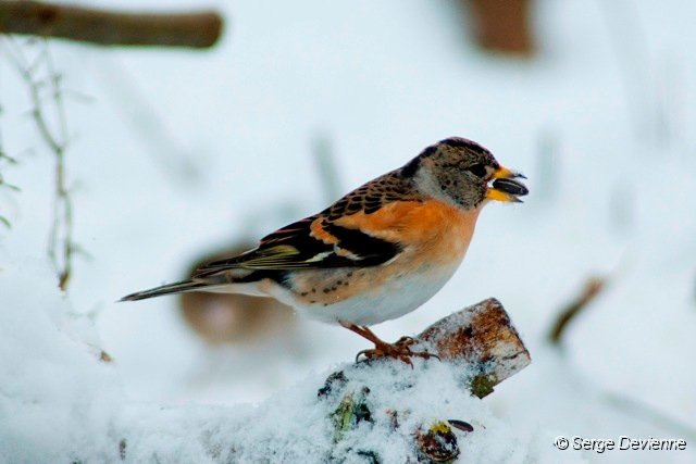 d150opn_DSC07079rd.jpg - Pinson du Nord sous les mangeoires dans le jardin.