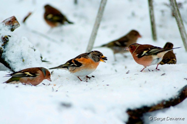 d151opn_DSC07082_DxO.jpg - Pinson du Nord et pinsons des arbres sous les mangeoires dans le jardin.