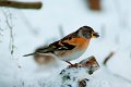 d150opn_DSC07079rd