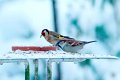 d155no_DSC06778r