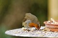 d155org_DSC00939rDxO_raw