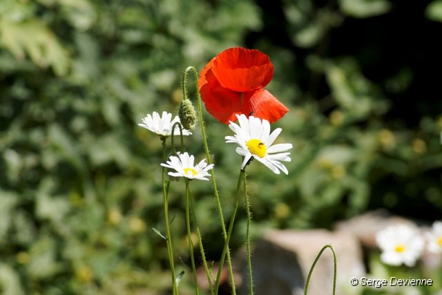 d204DSC02742_DxO.jpg - Printemps dans le jardin.