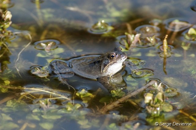 d205gr_DSC09658_DxO.jpg - Grenouille rousse.