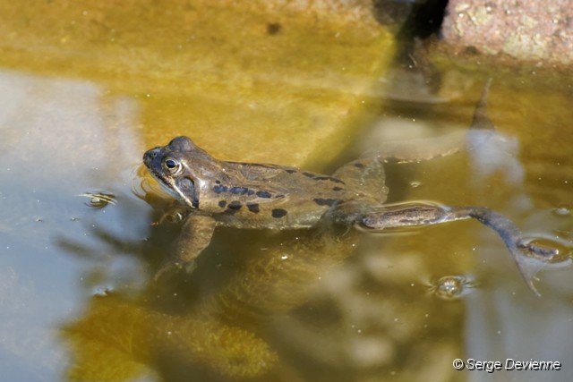 d206gr_DSC09641_DxO.jpg - Grenouille rousse.