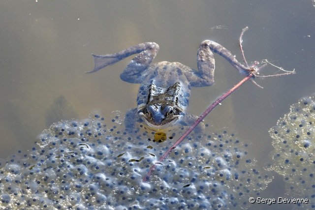 d211gr_DSC09871_DxO.jpg - Ponte de Grenouille rousse