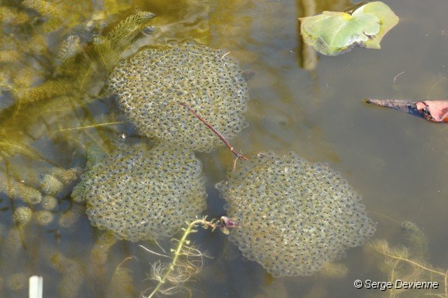 d211gr_DSC09897_DxO.jpg - Ponte de Grenouille rousse