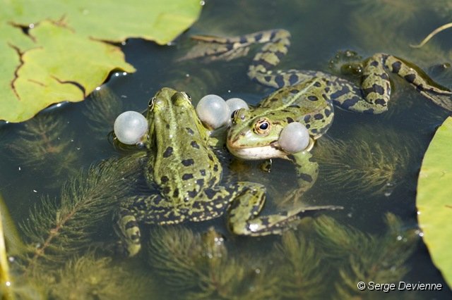 d215DSC02680_DxO.jpg - Grenouilles vertes.