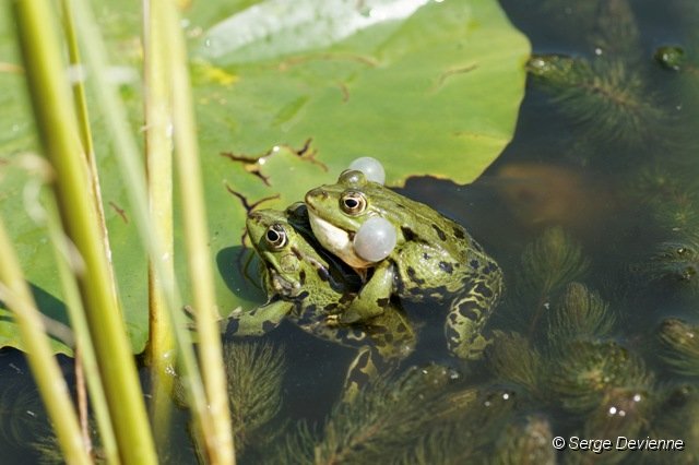 d215DSC02704n_DxO.jpg - Accouplement de grenouilles vertes.
