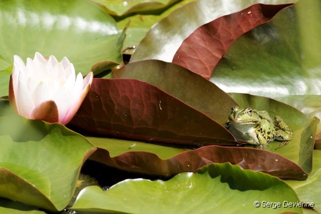 d216DSC02217r_DxO.jpg - Grenouille verte à l'affût...