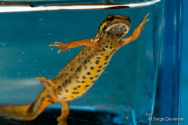 d218tr_DSC01940b_DxO.jpg - Triton ponctué.