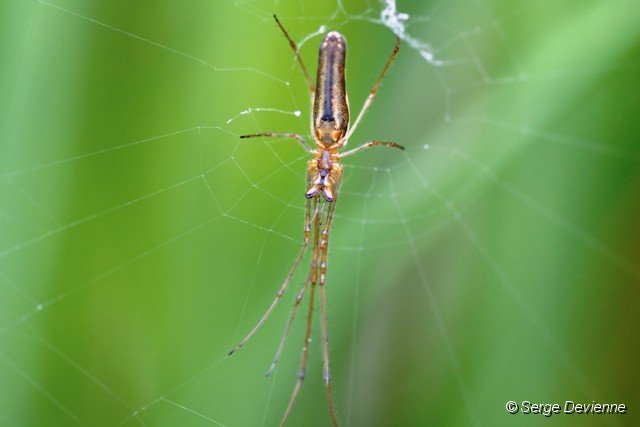 d221DSC02539_DxO_raw.jpg - Tétragnathe étirée (araignée des roseaux).