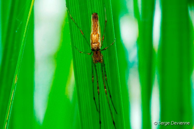 d221DSC02550rc_DxO.jpg - Tétragnathe étirée (araignée des roseaux).