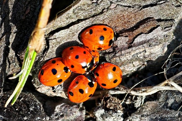 d224DSC09724_DxOnps.jpg - Coccinelles à sept points.
