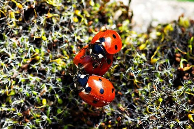 d225DSC09702_DxOdn.jpg - Coccinelles à sept points.