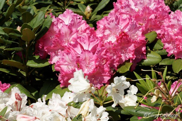 d227rd_DSC01511_DxO.jpg - Rhododendrons.
