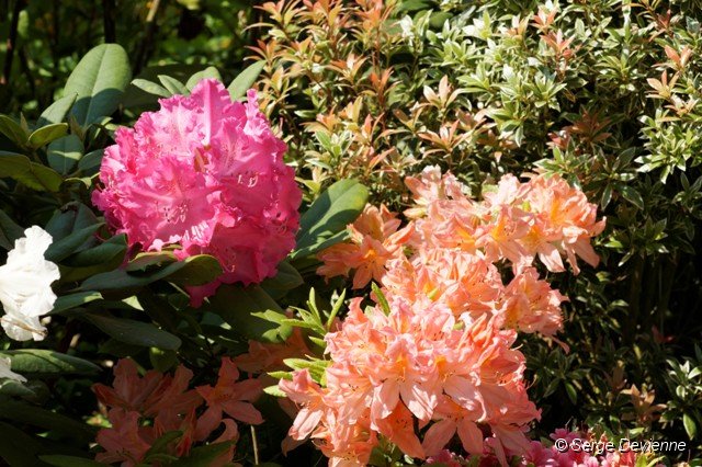 d227rd_DSC01512_DxO.jpg - Rhododendrons.