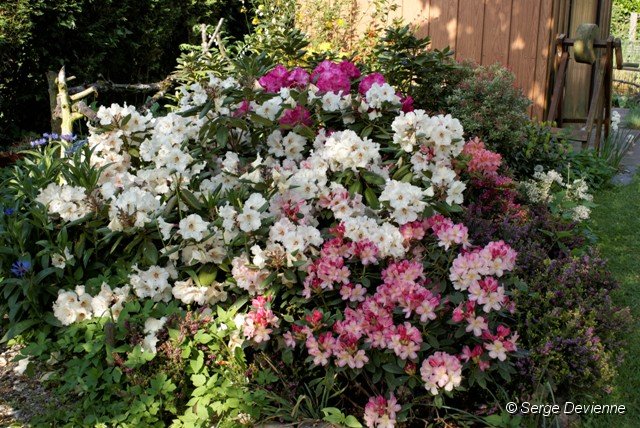 d227rd_DSC03798_DxO.jpg - Rhododendrons.