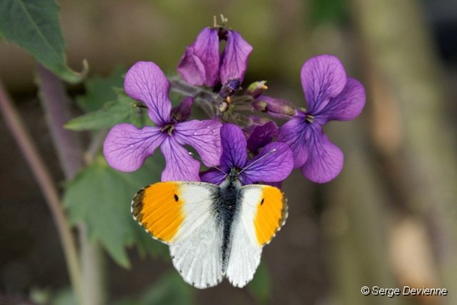 d228DSC03791r-DxO.jpg - Papillon Aurore sur une Lunaire (Monnaie-du-pape).