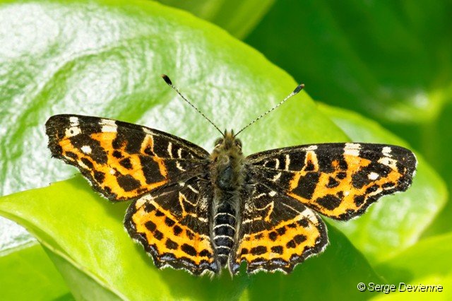 d229DSC02187_DxO.jpg - Papillon carte geographique.
