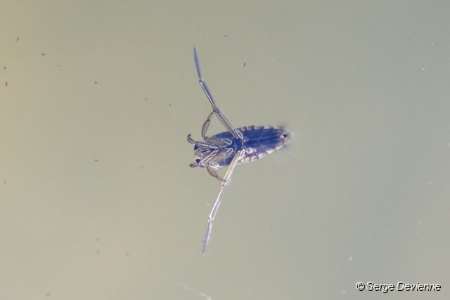 d235DSC04348_DxO.jpg - La notonecte - Insecte hémiptère aquatique.