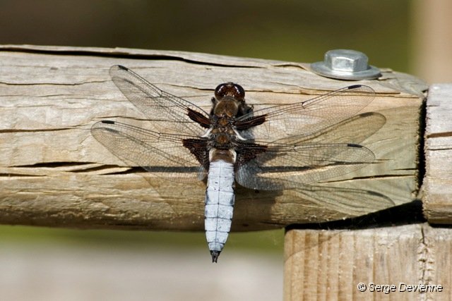 d237ad_DSC02833r_DxO.jpg - Libellule déprimée.