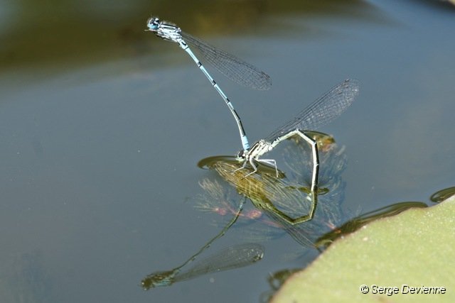 d241z5_DSC01648r-DxO.jpg - Agrions jouvencelles (ponte).