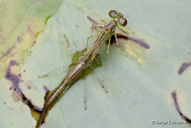 d242z2_DSC03627_DxO.jpg - L'émergence de la larve d'agrion pour se métamorphoser en immature volant,laissant sur place son exuvie.