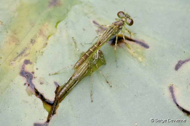 d242z2_DSC03629_DxO.jpg - Naissance d'agrion.