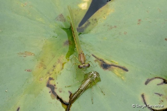 d242z2_DSC03656_DxO.jpg - Agrion immature (les ailes s'allongent) et son exuvie.