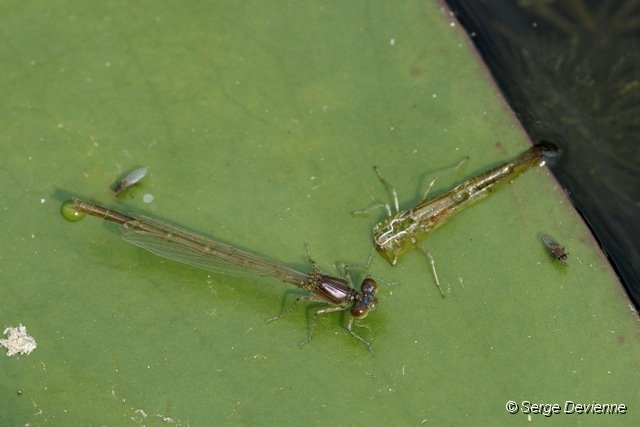 d242z3_DSC03311_DxO.jpg - Agrion immature et son exuvie.