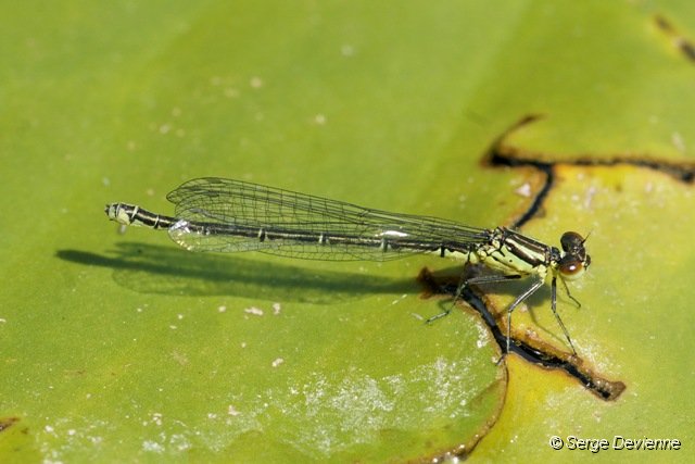 d243z4_DSC03722_DxO.jpg - Agrion femelle.