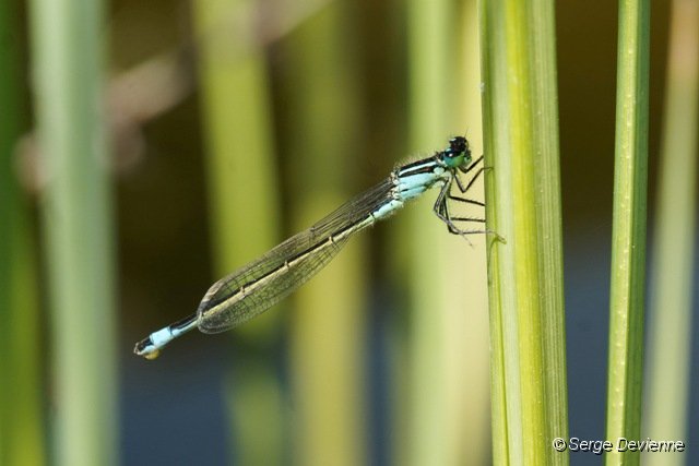 d243z5_DSC01660r_DxO.jpg - Agrion mâle.