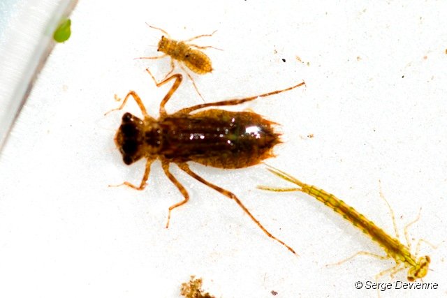d243z5_DSC04729r.jpg - Larves de Libellules. Zygoptère en bas et anisoptères en haut.