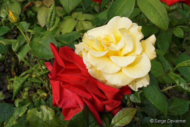 d245ro_DSC02830_DxO.jpg - Roses au jardin.