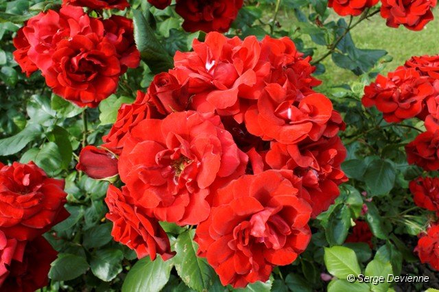 d245ro_DSC02831_DxO.jpg - Roses au jardin.