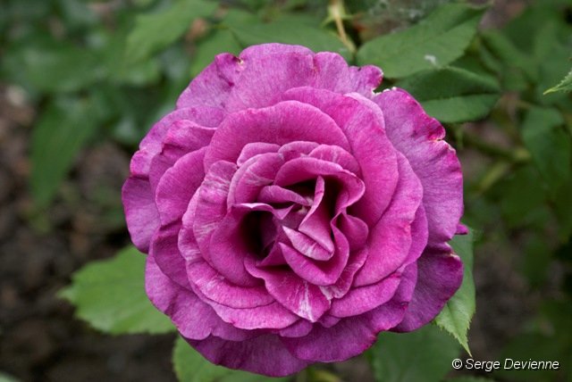 d245ro_DSC03918_DxO.jpg - Rose au jardin.