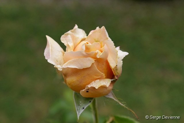d245ro_DSC03927_DxO.jpg - Bouton de rose.