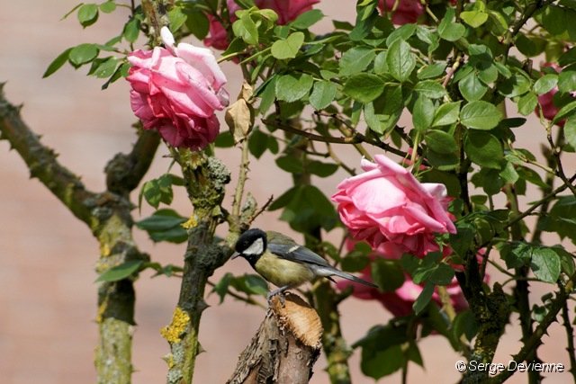d246ro_DSC02252_DxO.jpg - Mésange charbonnière dans les roses.