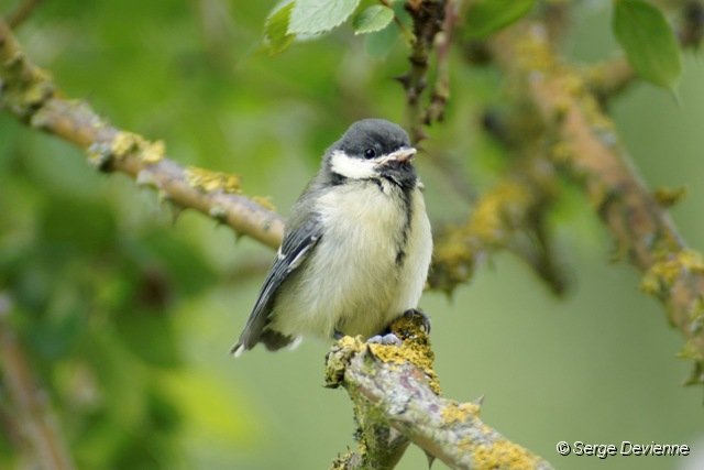 d250omc_DSC02069r_DxO.jpg - Mésange charbonnière juvénile.