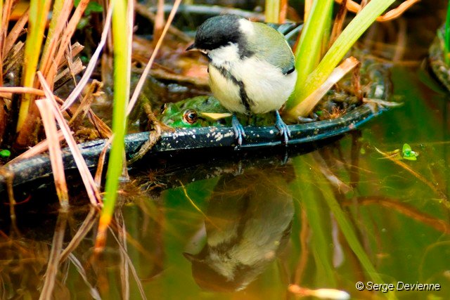 d250omc_DSC02359_DxO.jpg - La Mésange charbonnière juvénile découvre la grenouille verte.