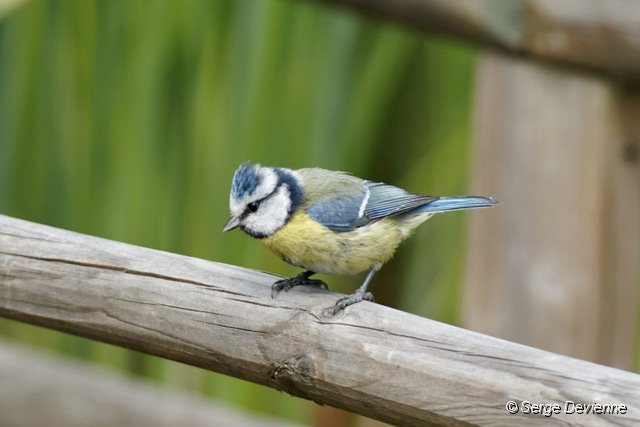 d251omb_DSC02354_DxO.jpg - Mésange bleue.