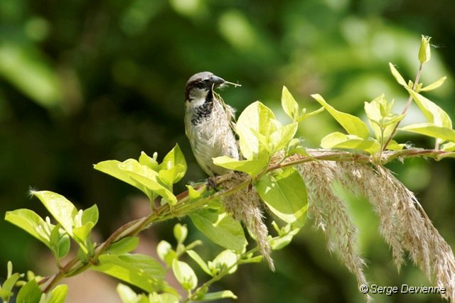 d252omd_DSC02436_DxO.jpg - Moineau domestique.