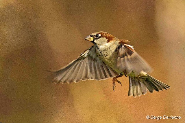d252omd_DSC09511_DxOnt_DxO.jpg - Moineau domestique.