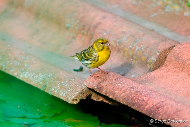 d253osc_DSC02264dn.jpg - Serin cini.