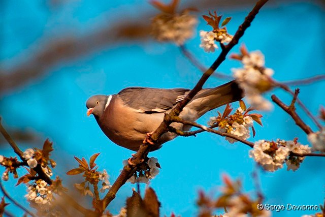 d259opr_DSC02403r.DxO.jpg - Pigeon ramier.
